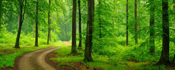 banner-forest-path | The Professional School of Psychology